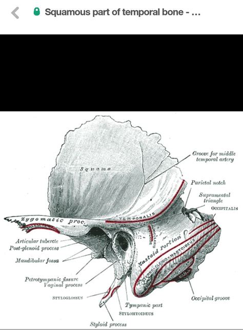 The squamous part of temporal bone, or temporal squama, forms the front and upper part of the ...