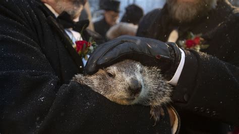 Pennsylvania groundhog declares early spring is on its way | MPR News