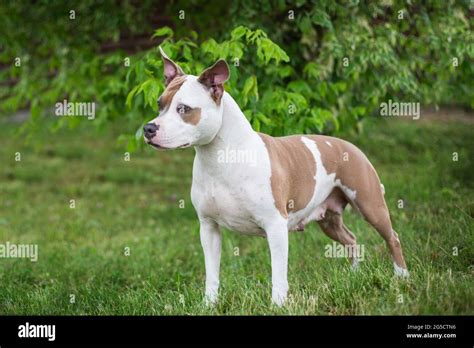 Blue fawn american staffordshire terrier hi-res stock photography and ...