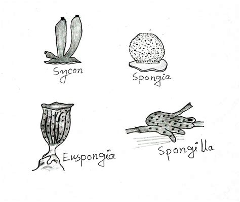 Porifera: Definition, General Account, Examples