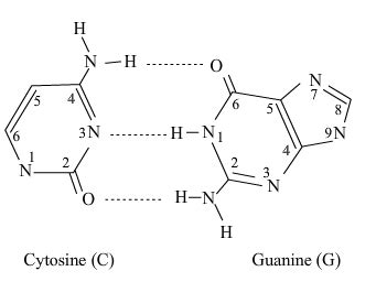 The number of hydrogen bonds between Guanine and Cytosine; and between Adenine and Thymine in ...