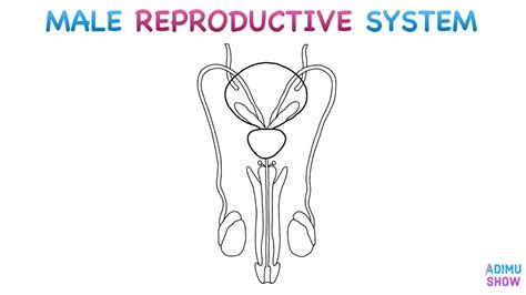 Reproductive System Male For Kids