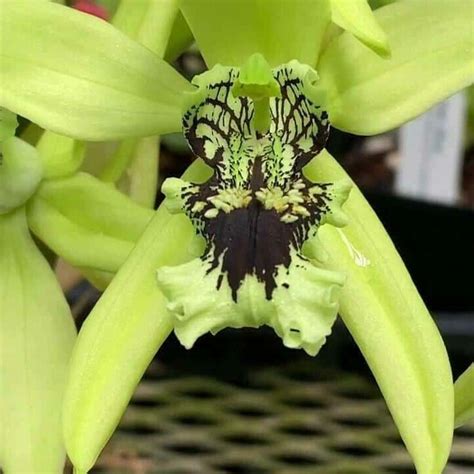 Orchid Coelogyne Pandurata Black Orchid 'Division' Rare Live Plants ...