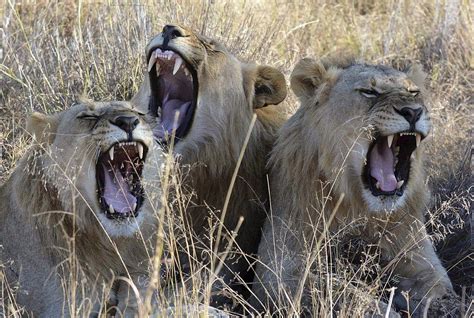 Se agudiza la caza furtiva de leones en África