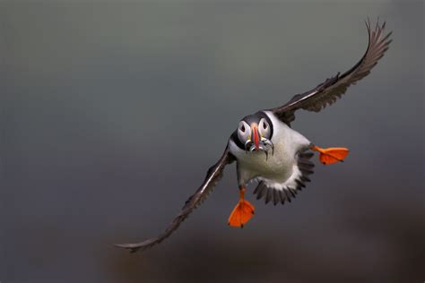 Puffin in Flight, Homeward Bound - Danny Green Photography