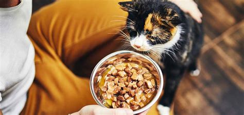 Homemade Cat Food - Is It The Right Choice For You?