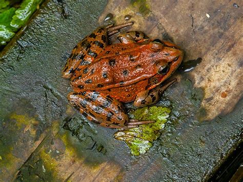 Protecting Red-legged Frogs in the Golden Gate National Recreation Area (U.S. National Park Service)