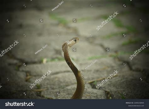 Indian Cobra Venom Images: Browse 1,235 Stock Photos & Vectors Free Download with Trial ...