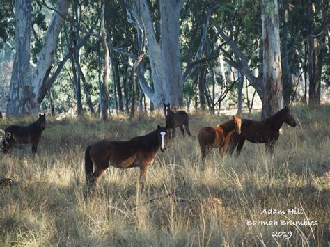 Victoria – Barmah National Park Timeline & Activities – Australian Brumby Alliance