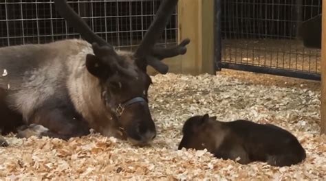 More reindeer babies possibly on the way at Snowman's Reindeer Farm