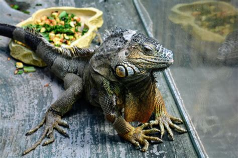 Close-Up Photo of Iguana in Terrarium · Free Stock Photo