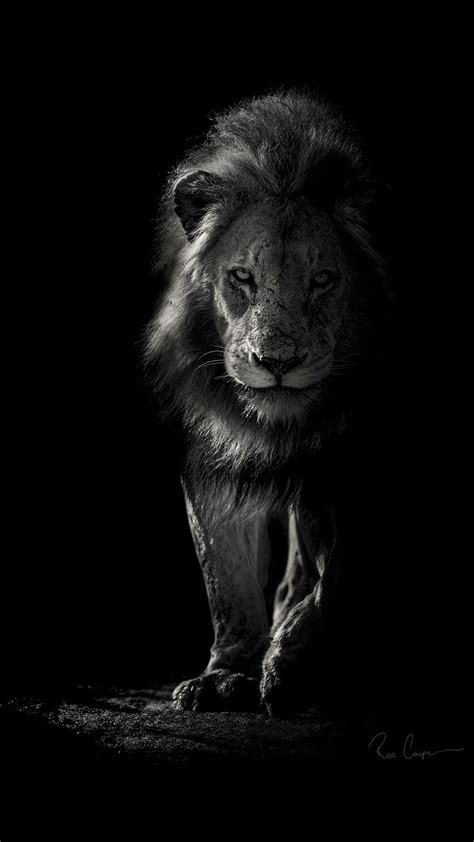 Lion Wallpapers Black And White