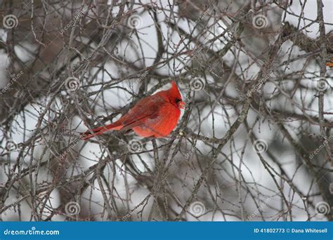 Cardinal Sitting In Winter Storm In A Tree Stock Image - Image: 41802773