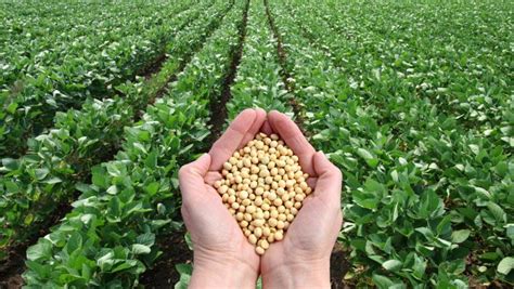 Growing GMO soybeans in South America cut greenhouse gas emissions equivalent to removing 3.3 ...