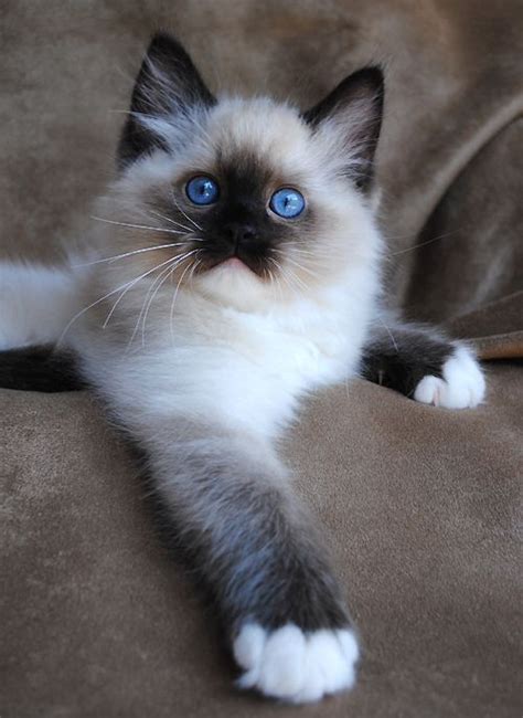 A gorgeous Siamese Kitten | Ragdoll cat breeders, Best cat breeds, Cats