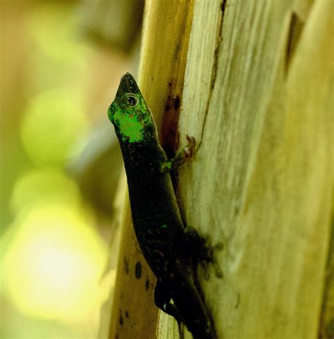 Andaman Day Gecko: Fleet-footed Flecks of Green | Roundglass | Sustain