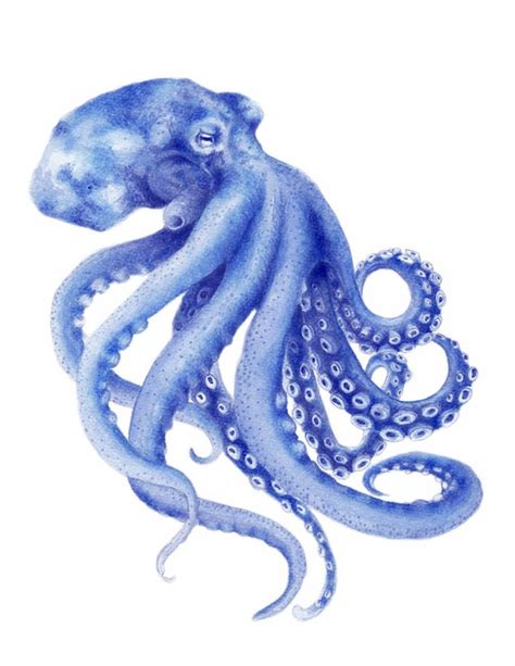 Blue Octopus Watercolor Art Print in a Mount Kit Ready to | Etsy