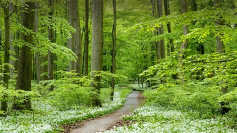 Path through forest with blooming wild garlic, Hainich National Park, Thuringia, Germany ...