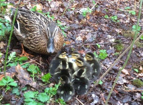 The secret life of mallard ducks | Scottish Wildlife Trust