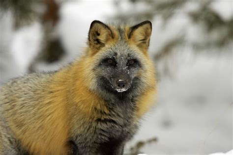 Cross Fox | Pet fox, Fox breeds, Fox species