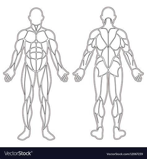 Muscle Outline Human Body