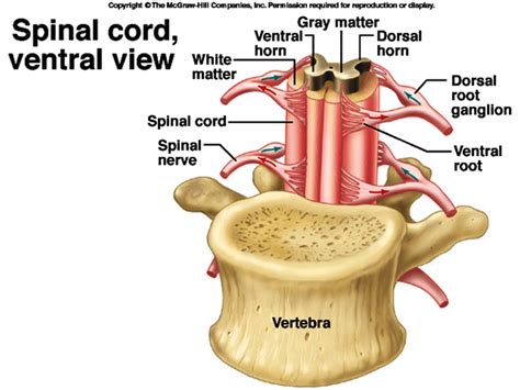 Spinal: Ventral Root Of A Spinal Nerve Contains