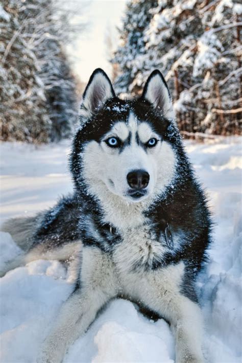 Cute White Siberian Husky Wolf Mix - Bleumoonproductions