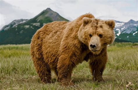 Habitat and diet shape the guts of Alaskan brown bears - Earth.com