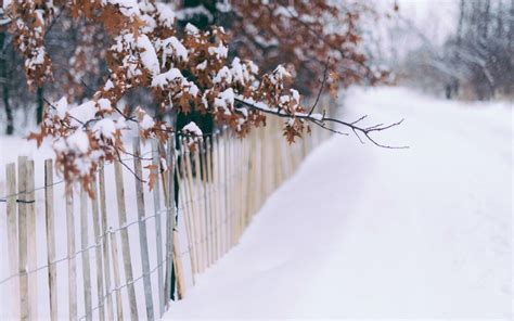 Winter Snow Trees Leaves Fence wallpaper | 1680x1050 | #32513