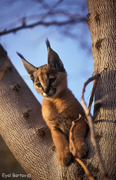 FunkySafari | Cat habitat, Caracal, Caracal cat