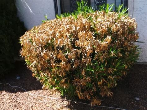 Oleander Diseases Pictures and How to Determine Them?