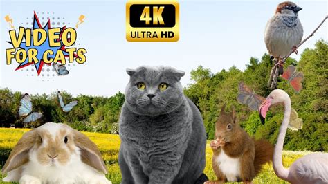 4K VIDEO FOR CAT TO WATCH 📺 - CAT TV - Birds Rabbits, Squirrel and More 🐱🐿️ 📺 - YouTube