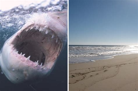 Cape Cod shark attack: Man killed in attack off Massachusetts beach | Daily Star