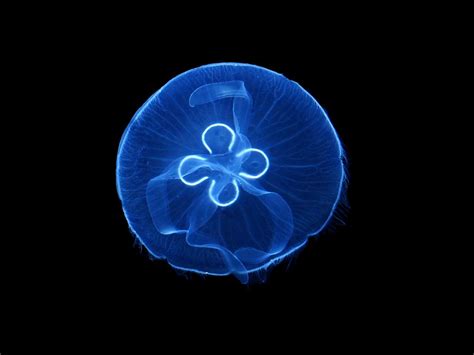 Moon Jellyfish Facts, Habitat, Diet, Life Cycle, Baby, Pictures