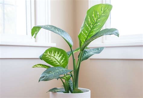 Dieffenbachia Yellow Leaves | Causes & How to Care