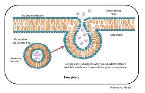 B for Biology: Cell Membrane - Protector of the Cell