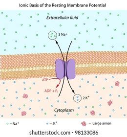 26 Resting Membrane Potential Images, Stock Photos & Vectors | Shutterstock