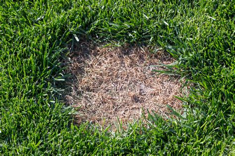 Chafer Grubs in your Lawn? This is how to tackle them! - Moowy [Shop]