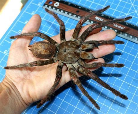 Goliath tarantulas - the world's largest spider. Page 1