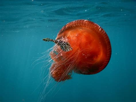 In the shadow of a bell - Australian Geographic