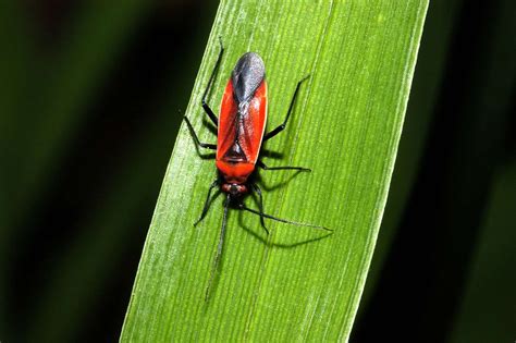 10 Stunning Red and Black Garden Bugs