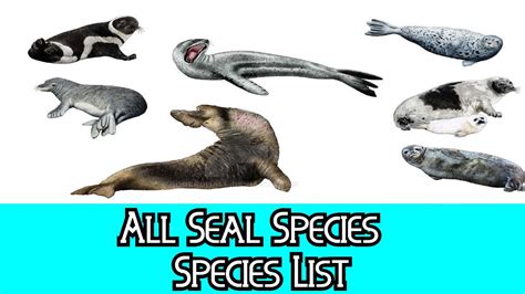 All Seal Species - Species List - YouTube