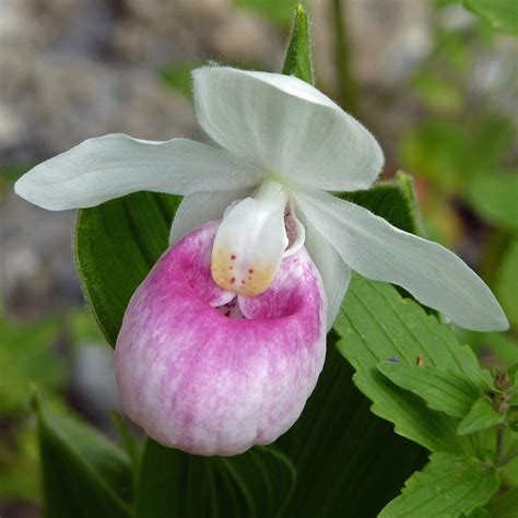 Pink (and White) Lady's Slipper - Minnesota state flower | Pretty ...