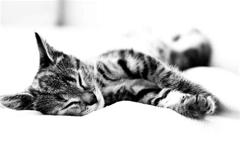 Download wallpaper for 2048x1152 resolution | Sleepy Kitten | animals | Wallpaper Better