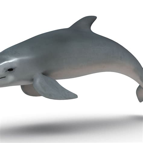 Dolphin 3D Model $15 - .unknown .fbx .obj .ma - Free3D