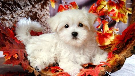 🔥 [50+] Maltese Puppies Wallpapers | WallpaperSafari