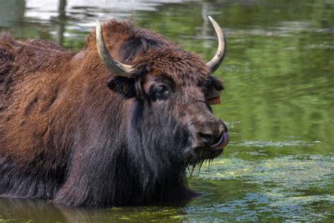 Is Yak A Scrabble Word - Letter Words Unleashed - Exploring The Beauty Of Language