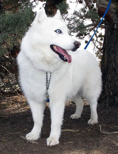 Adopt Emma. on Petfinder | Siberian husky, Husky, Husky dogs