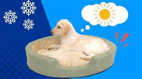 Best Heated Dog Beds of 2023 | Retrievist