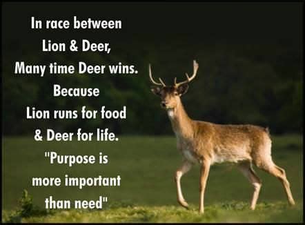 Funny Deer Hunting Quotes And Sayings - ShortQuotes.cc